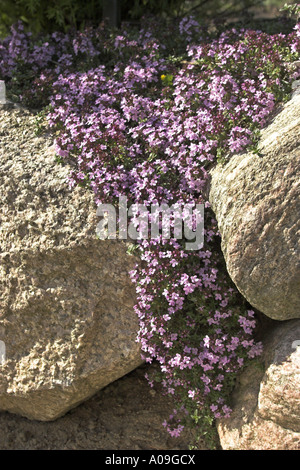 caraway thyme (Thymus herba-barona), blooming plant Stock Photo