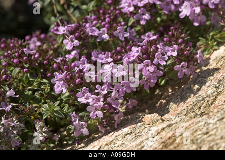 caraway thyme (Thymus herba-barona), blooming plant Stock Photo