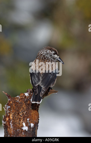 spotted nutcracker (Nucifraga caryocatactes), portrait of a single animal, sitting on a branch Stock Photo