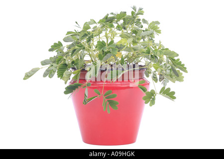 sensitive plant, Touch-me-not (Mimosa pudica), sesible plant, the leaves folding together after touching and re-open after a wh Stock Photo