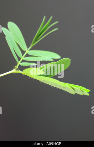 sensitive plant, Touch-me-not (Mimosa pudica), sesible plant, the leaves folding together after touching and re-open after a wh Stock Photo