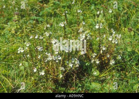 Typical Eyebright plant in chalk downland Stock Photo
