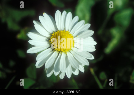 Looking down on a Daisy flower growing in a lawn Stock Photo