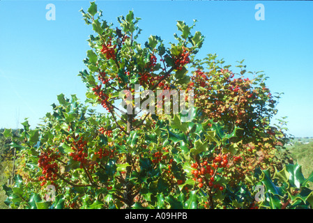 Bright Holly berries against blue sky Stock Photo