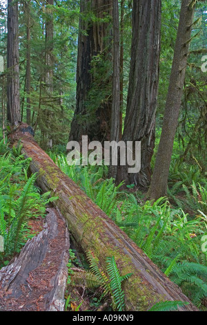 Giant redwoods in northern California Jedidiah State Park Stock Photo