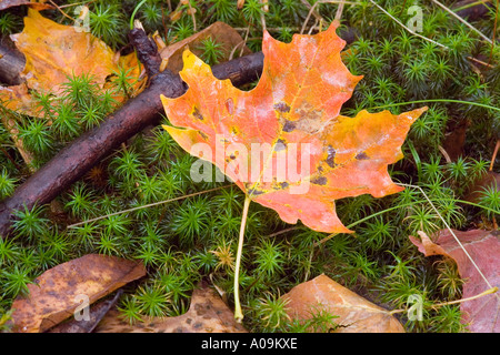 Fall leaves in the forest, a maple leaf rests on green moss Stock Photo