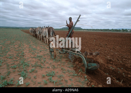 Donkey team ploughing a field Botswana Stock Photo