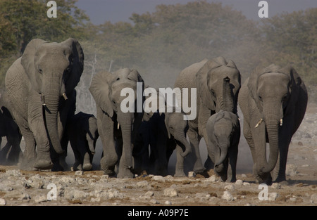 Elephant herd Stock Photo