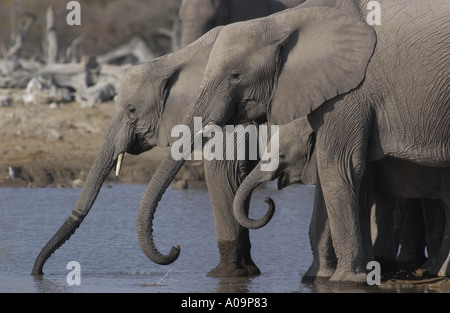 Three Elephants Drinking Stock Photo