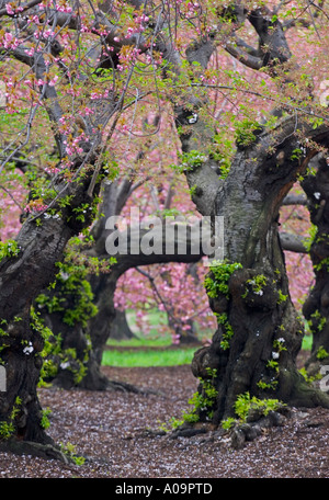 spring in Central Park with Japanese Cherry trees Stock Photo - Alamy