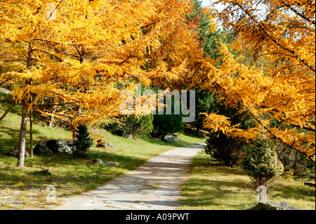 Herbstlandschaft, autumn landscape Stock Photo