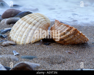 Prickly Cockle shells. Stock Photo