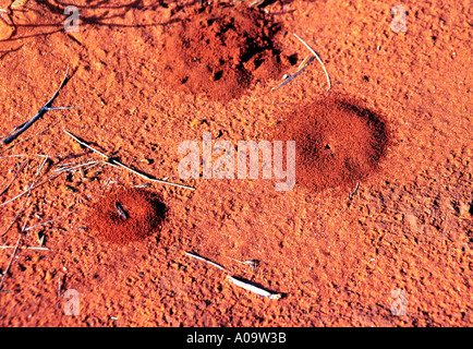 Ant hill in the Red Centre of Australia Stock Photo