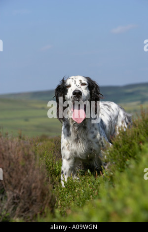 English Setter hunting for grouse on Yorkshire moorland panting in heat of summer Stock Photo