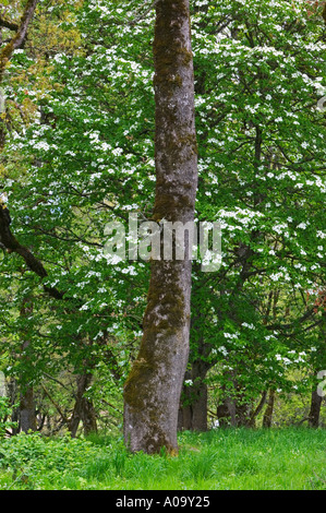 Oregon oak tree and blooming dogwood Oregon Stock Photo