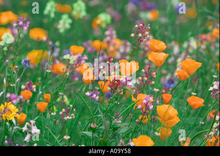 Mixed wildflowers Garden plot at the University of Oregon Stock Photo