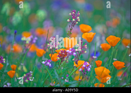 Mixed wildflowers Garden plot at the University of Oregon Stock Photo