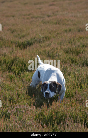 English short haired smooth pointer gundog dog working on a grouse moor pointing at quarry bird during a shoot Stock Photo