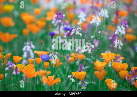 Mixed wildflowers Garden plot at the University of Oregon Stock Photo