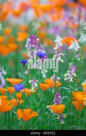 Mixed wildflowers Garden plot at the University of Oregon Stock Photo