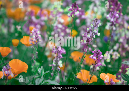 Mixed wildflowers Garden plot at the University of Oregon Stock Photo