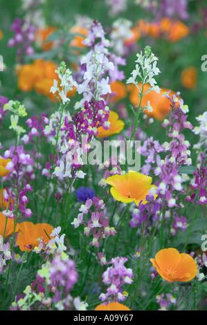 Mixed wildflowers Garden plot at the University of Oregon Stock Photo