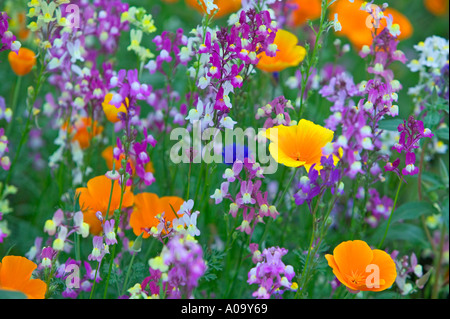 Mixed wildflowers Garden plot at the University of Oregon Stock Photo