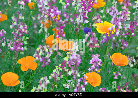 Mixed wildflowers Garden plot at the University of Oregon Stock Photo