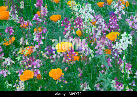 Mixed wildflowers Garden plot at the University of Oregon Stock Photo