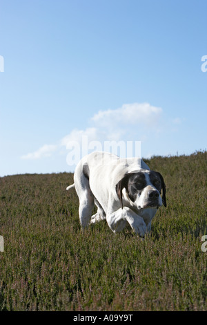 English short haired smooth pointer working on a grouse moor pointing at quarry bird during a shoot Stock Photo