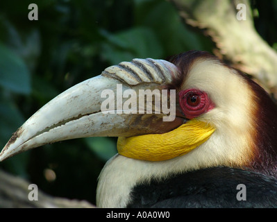 Yellow crested toucan bird Malaysia Stock Photo