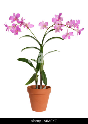 Orchid plant in terra cotta pot Stock Photo