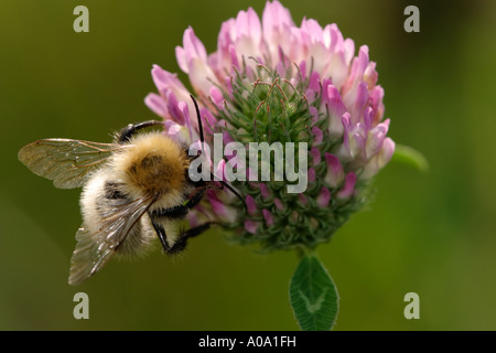 Common Carder Bee, a bumblebee, on clover (Bombus pascuorum) Stock Photo