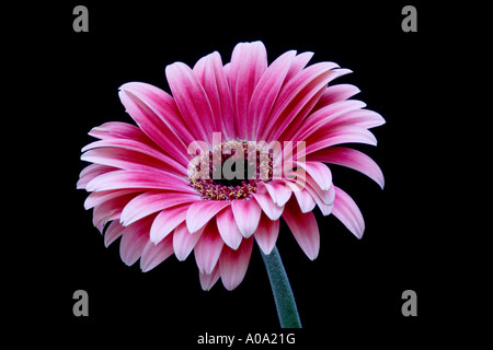 Pink Gerbera on black background Stock Photo