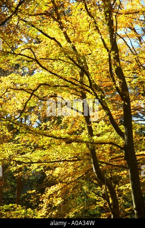 England Northumberland Cragside Gardens Estate The autumn colours of woodland within the Cragside estate National Trust Stock Photo