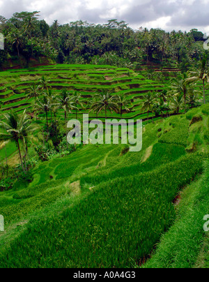 Rice Terraces near Ubud town , Bali, Indonesia Stock Photo