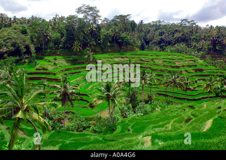 Rice Terraces near Ubud town , Bali, Indonesia Stock Photo