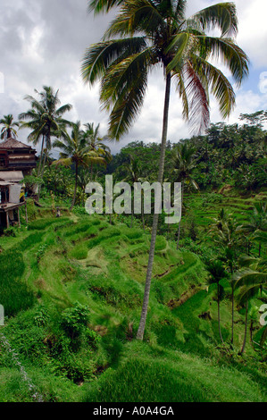 Rice Terraces near Ubud town , Bali, Indonesia Stock Photo