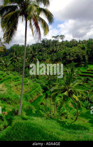 Rice Terraces near Ubud town , Bali, Indonesia Stock Photo