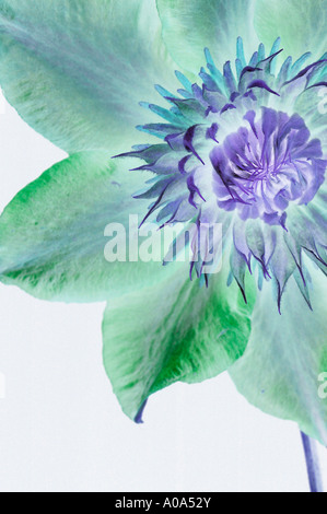 Inverted Clematis Stock Photo