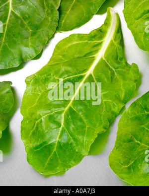 FRESH SPINACH LEAVES Stock Photo