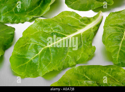 FRESH SPINACH LEAVES Stock Photo
