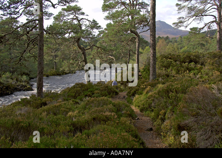 Walking in Glen Affric autumn tints River Affric looking west Cannich near Inverness Scottish Highlands Stock Photo