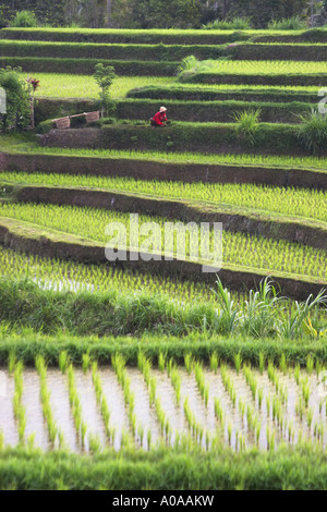 Man Working In Rice Paddy, Bali Stock Photo