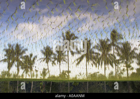 Reflection Of Palm Trees In Rice Paddy, Bali Stock Photo