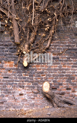 Tree climbing against a brick wall, pruned with middle of trunk missing London England UK Stock Photo