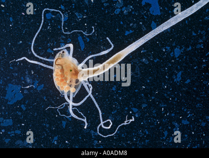 Hydra (Hydra Attenuata) feeding on Water Flea (Daphnia Pulex) Stock Photo