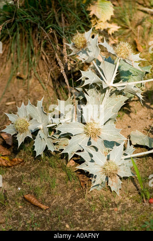 Sea holly or seaside eryngo (Eryngium maritimum) growing in sandy soil, a coastal plant from the Umbelliferae family. Stock Photo