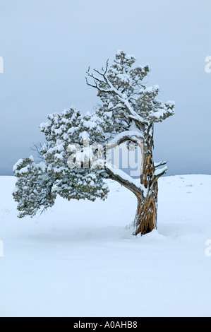 Juniper with fresh snow Near Burns Oregon Stock Photo