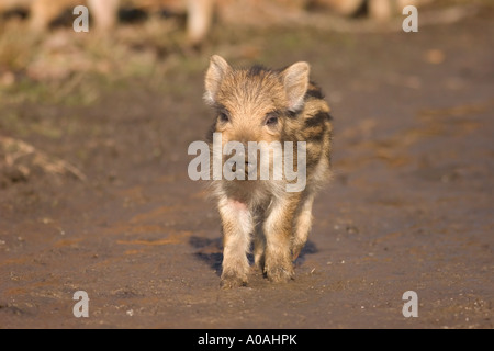 A young wild boar (sus scrofa), about two weeks old Stock Photo